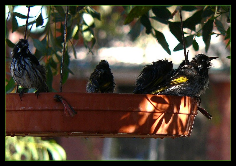 New Holland honeyeaters bathtime 2; DISPLAY FULL IMAGE.