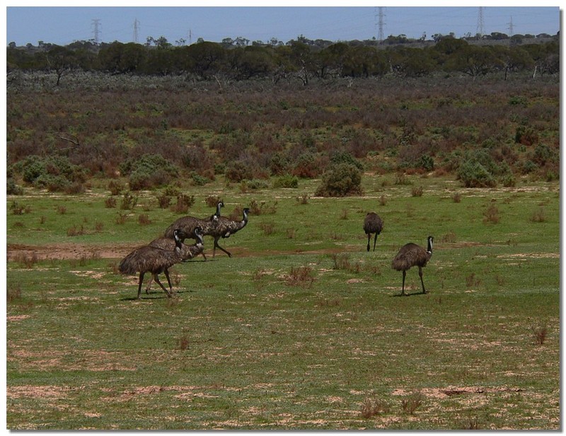 emus 1 - common emu (Dromaius novaehollandiae); DISPLAY FULL IMAGE.