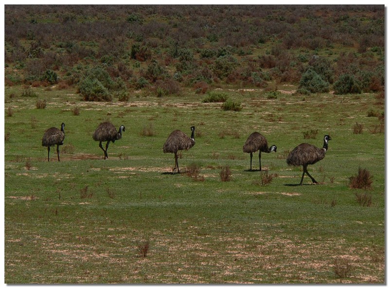 emus 2; DISPLAY FULL IMAGE.
