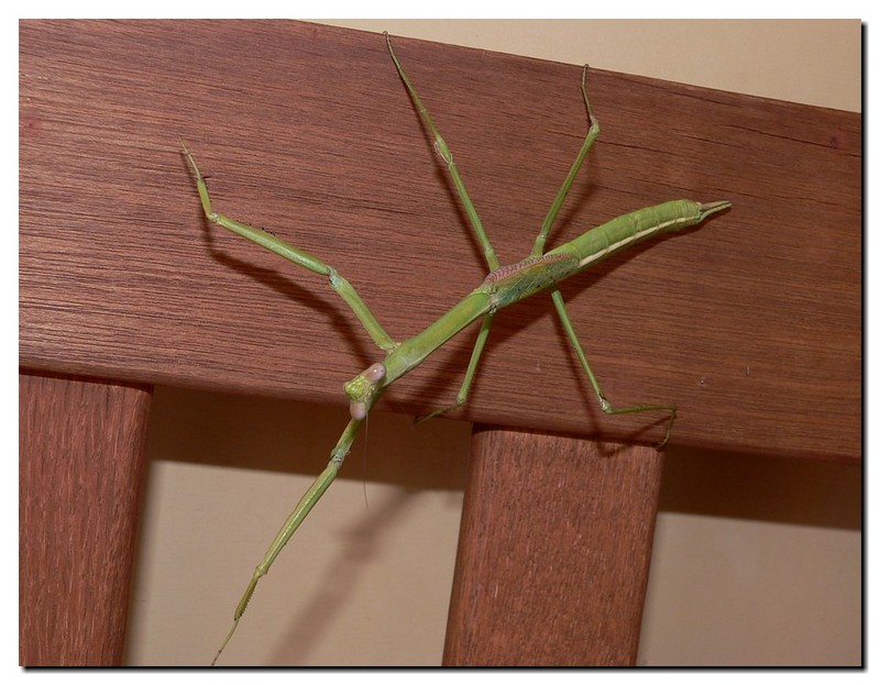 Mantis a; DISPLAY FULL IMAGE.
