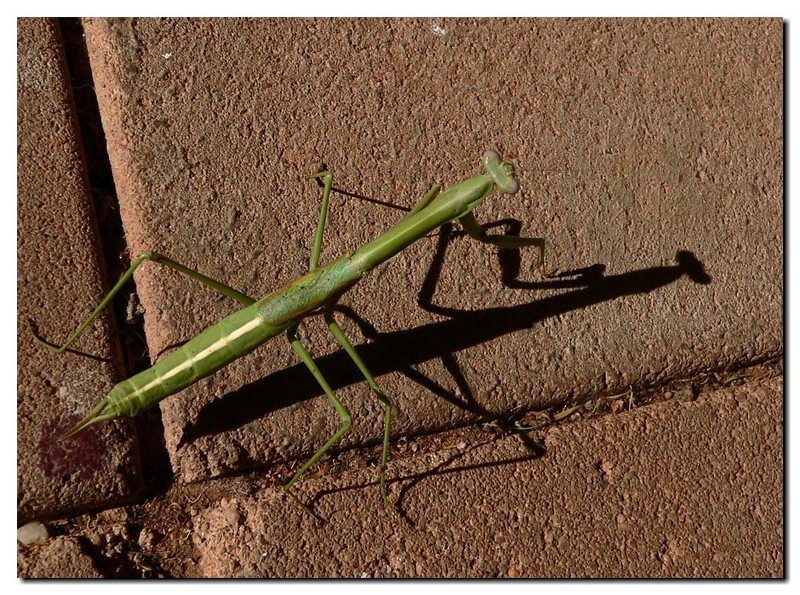 Mantis c; DISPLAY FULL IMAGE.