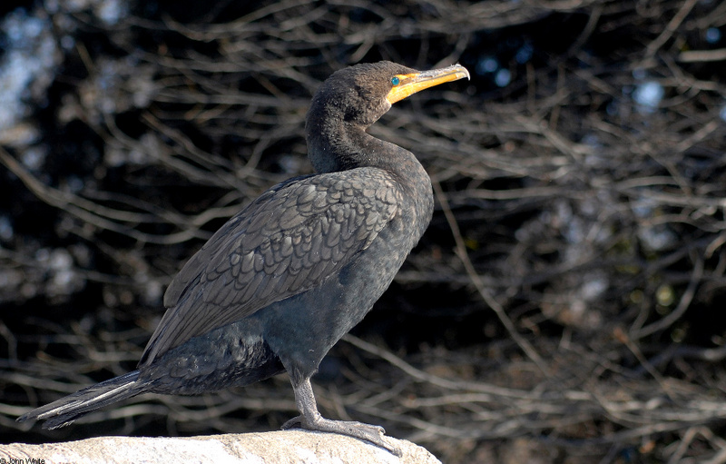 Double-crested Cormorant (Phalacrocorax auritus)001; DISPLAY FULL IMAGE.