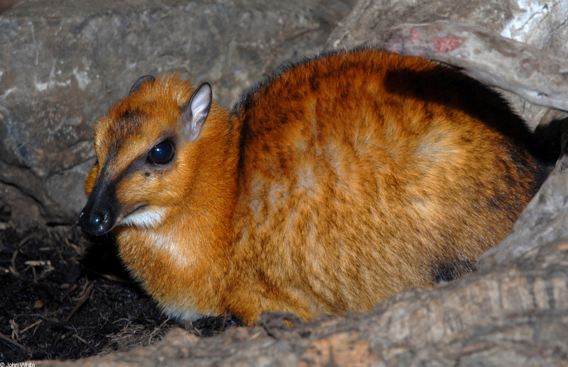 Larger Malay Chevrotain (Mouse Deer) (Tragulus napu)002; DISPLAY FULL IMAGE.