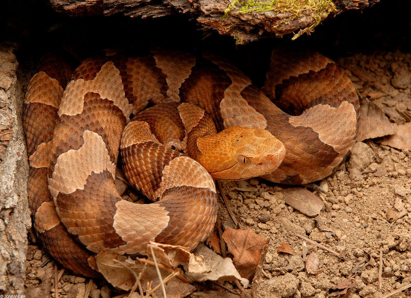 Northern Copperhead 017b; DISPLAY FULL IMAGE.