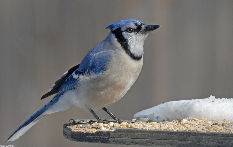 Blue Jay (Cyanocitta cristata); DISPLAY FULL IMAGE.