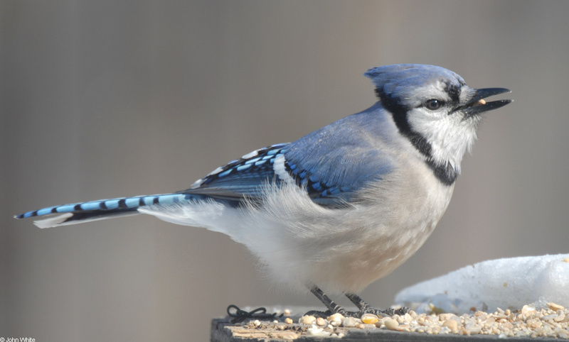 Blue Jay (Cyanocitta cristata)102; DISPLAY FULL IMAGE.