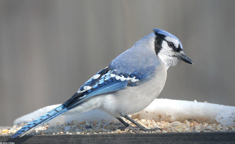 Blue Jay (Cyanocitta cristata)103; DISPLAY FULL IMAGE.