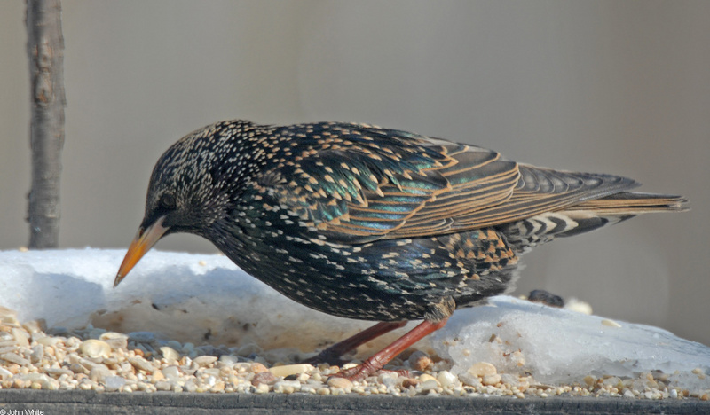 European Starling (Sturnus vulgaris); DISPLAY FULL IMAGE.