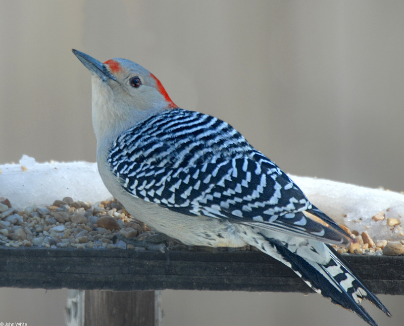 Red-bellied Woodpecker (Melanerpes carolinus) Female-100; DISPLAY FULL IMAGE.