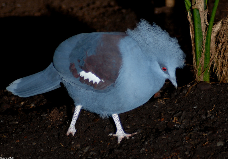 Western Crowned-Pigeon (Goura cristata)101; DISPLAY FULL IMAGE.