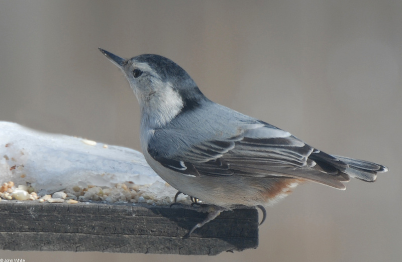 White-breasted Nuthatch (Sitta carolinensis)2; DISPLAY FULL IMAGE.