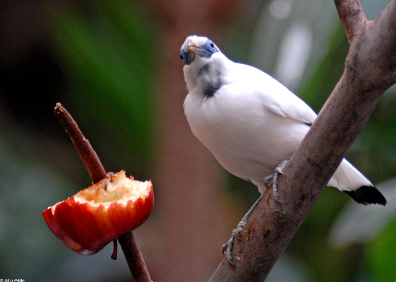 Bali Myna (Leucopsar rothschildi)101; DISPLAY FULL IMAGE.