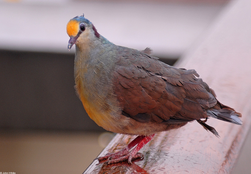 Yellow-breasted Ground Dove (Gallicolumba tristigmata); DISPLAY FULL IMAGE.