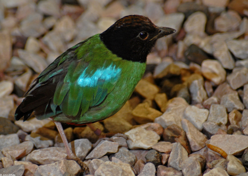 Hooded Pitta (Pitta sordida)009; DISPLAY FULL IMAGE.