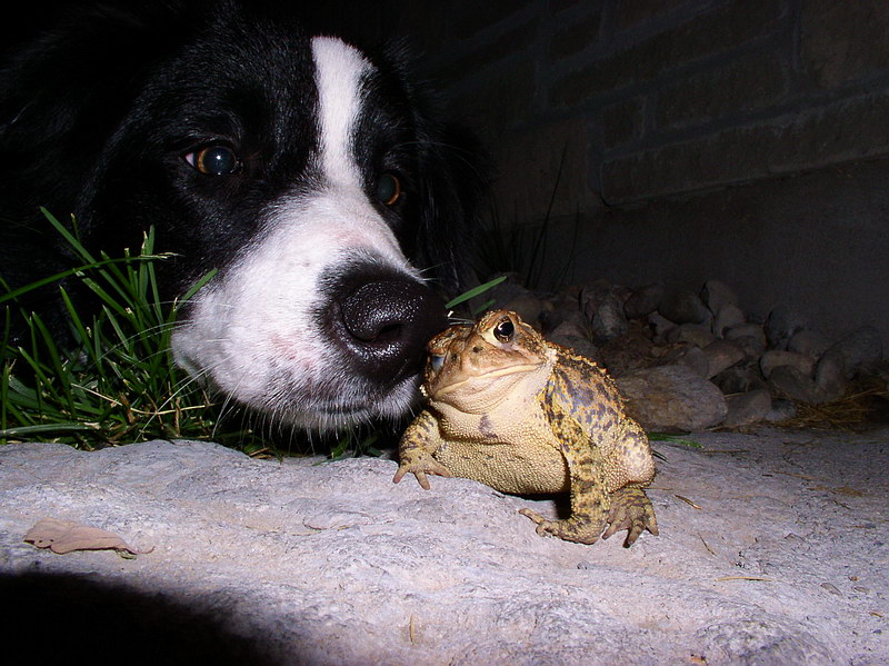border collie; DISPLAY FULL IMAGE.