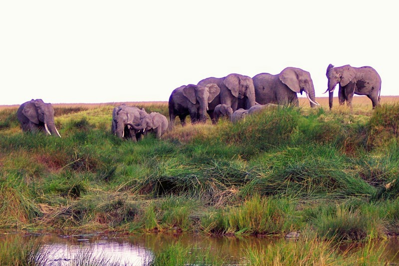 African Elephant; DISPLAY FULL IMAGE.