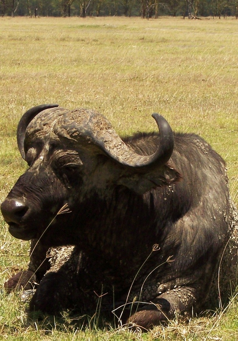 Buffalo; DISPLAY FULL IMAGE.