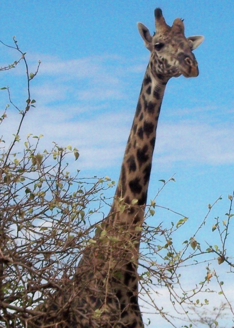 Giraffe - Giraffa camelopardalis; DISPLAY FULL IMAGE.