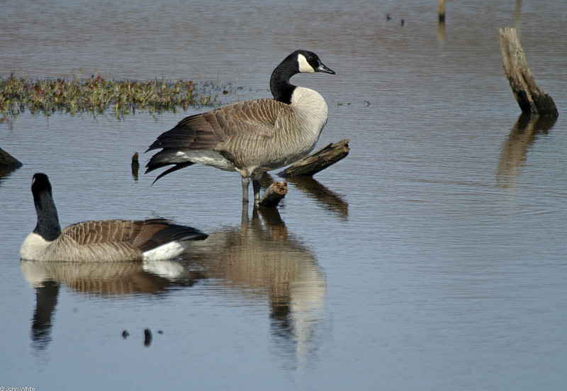 Signs of Spring - Canada Goose (Branta canadensis); DISPLAY FULL IMAGE.