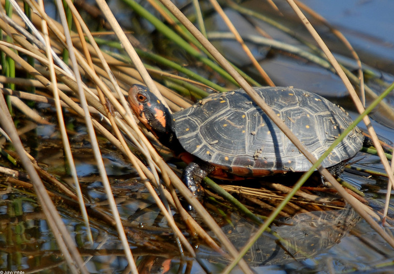 Signs of Spring - Spotted Turtle (Clemmys guttata)002; DISPLAY FULL IMAGE.