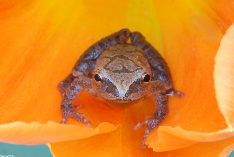 Northern Spring Peeper (Pseudacris crucifer crucifer)101; DISPLAY FULL IMAGE.