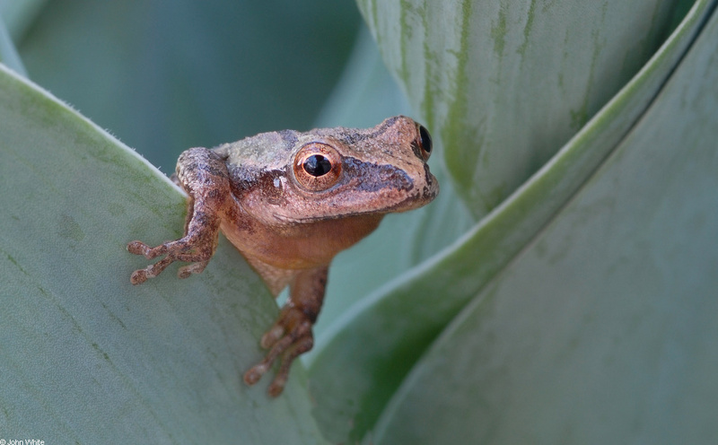 Northern Spring Peeper (Pseudacris crucifer crucifer)103; DISPLAY FULL IMAGE.