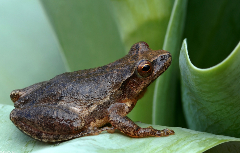 Northern Spring Peeper (Pseudacris crucifer crucifer)104; DISPLAY FULL IMAGE.