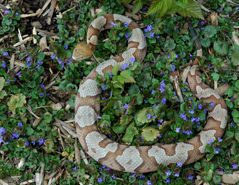 Northern Copperhead (Agkistrodon contortrix mokasen)090LR; DISPLAY FULL IMAGE.