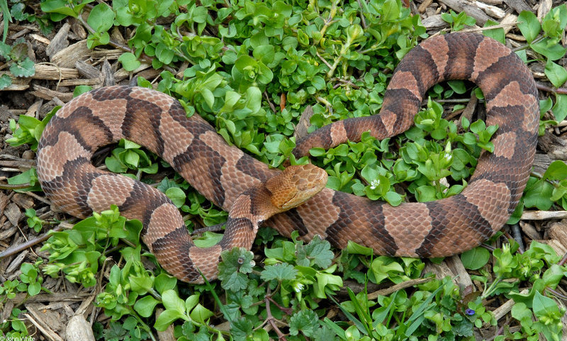 Northern Copperhead (Agkistrodon contortrix mokasen)091LR; DISPLAY FULL IMAGE.