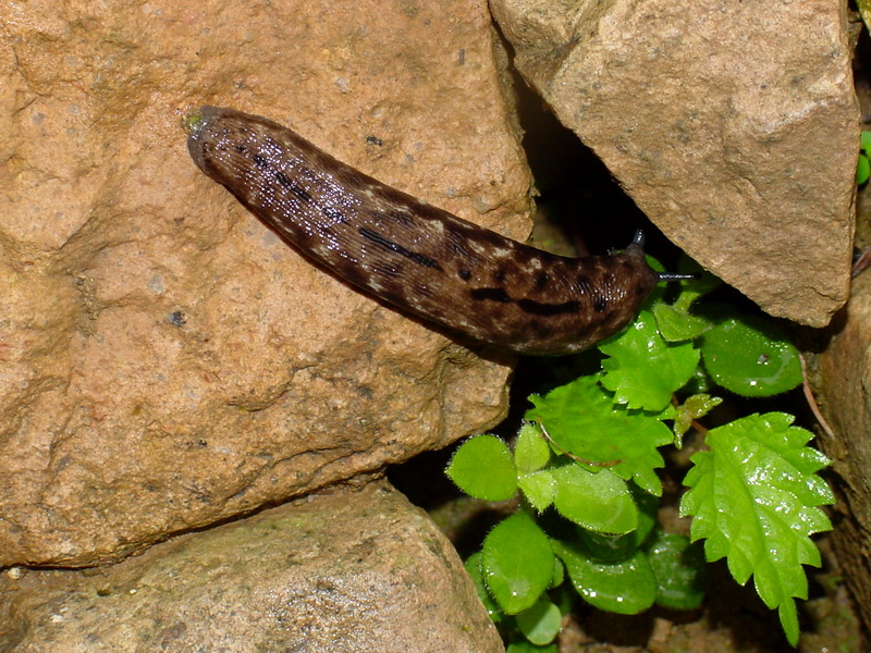 An Alpine Slug - Meghimatium fruhstorferi (probably); DISPLAY FULL IMAGE.