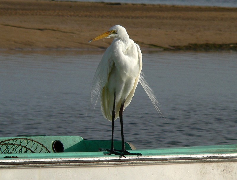 Great Egret (Ardea alba modesta) 2; DISPLAY FULL IMAGE.