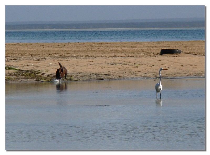 Great Egret (Ardea alba modesta) and dog; DISPLAY FULL IMAGE.