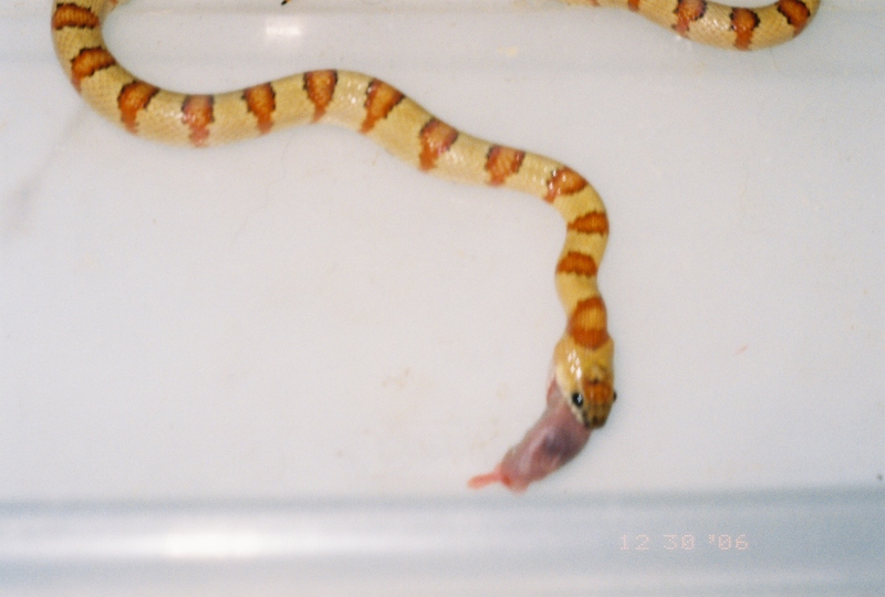 Variable or Nuevo Leon kingsnake; DISPLAY FULL IMAGE.