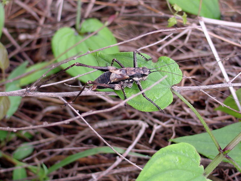 Paratlanticus ussuriensis (Ussur Brown Katydid) {!--갈색여치(수컷)-->; DISPLAY FULL IMAGE.