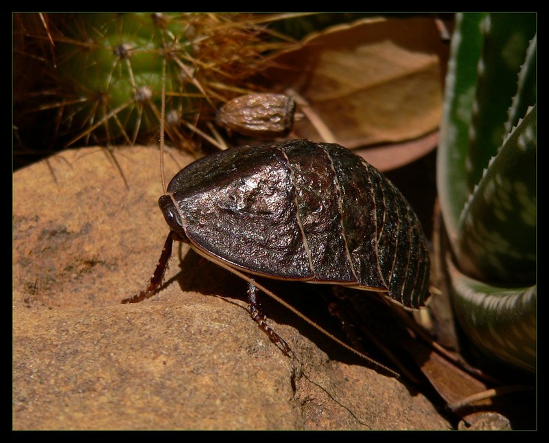 Bush cockroach 1; DISPLAY FULL IMAGE.