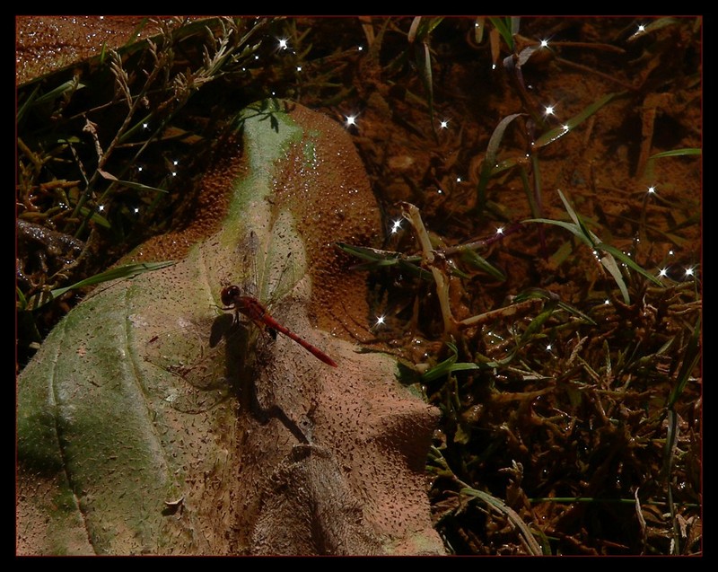 red dragonfly; DISPLAY FULL IMAGE.