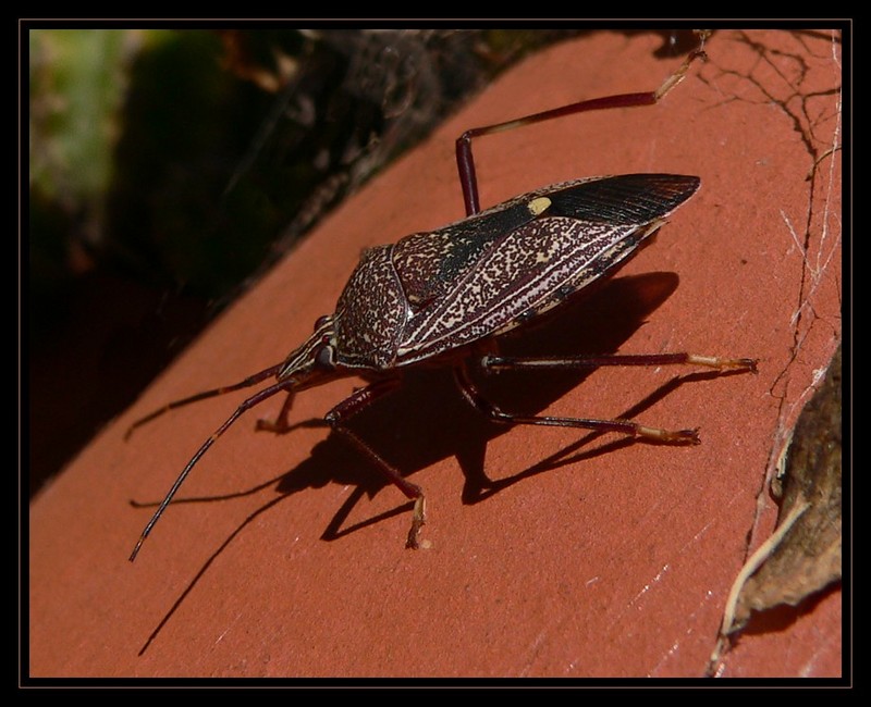 stink bug; DISPLAY FULL IMAGE.