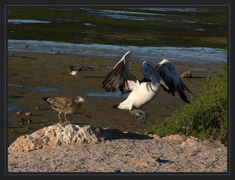 Scary gull; DISPLAY FULL IMAGE.