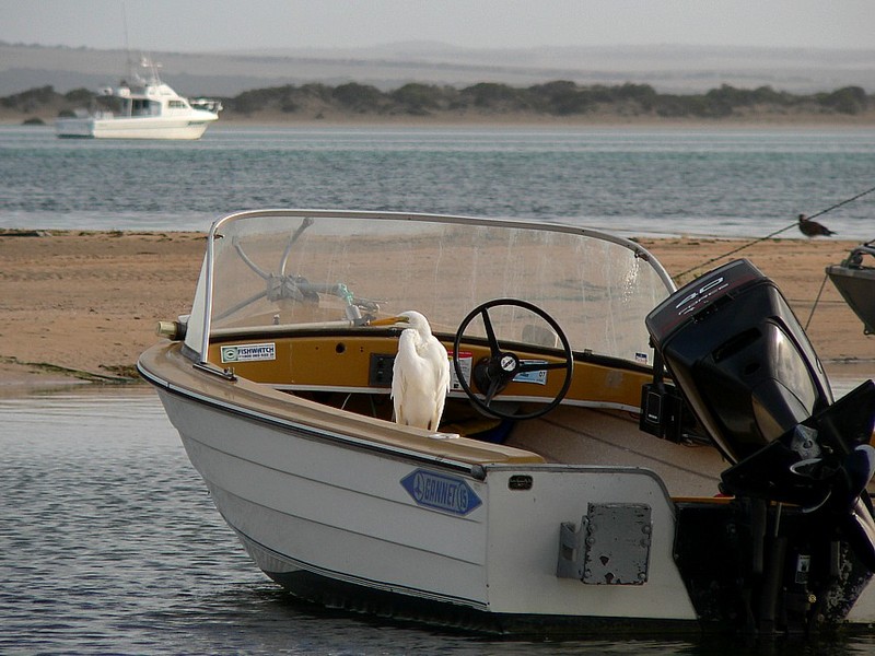 Cap'n Egret 1; DISPLAY FULL IMAGE.