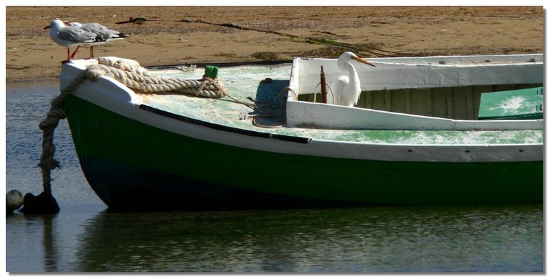Cap'n Egret 2; DISPLAY FULL IMAGE.