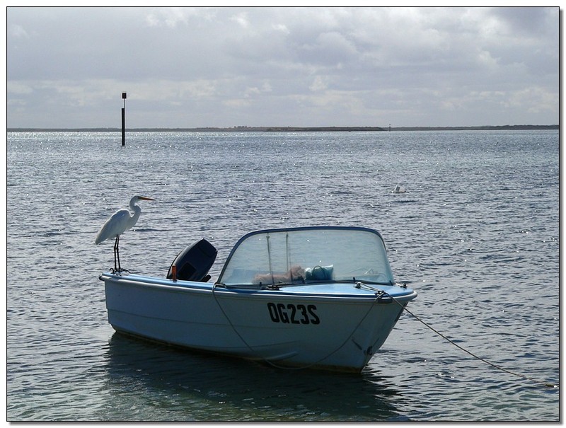Cap'n Egret 3; DISPLAY FULL IMAGE.