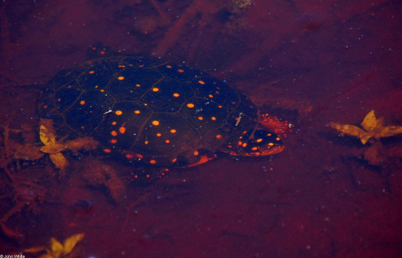 Spotted Turtle (Clemmys guttata)102; DISPLAY FULL IMAGE.