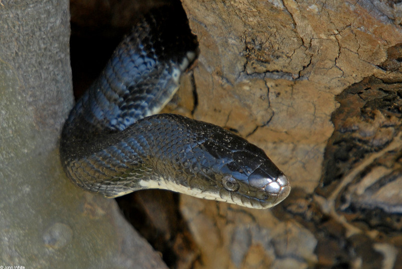 black ratsnake; DISPLAY FULL IMAGE.