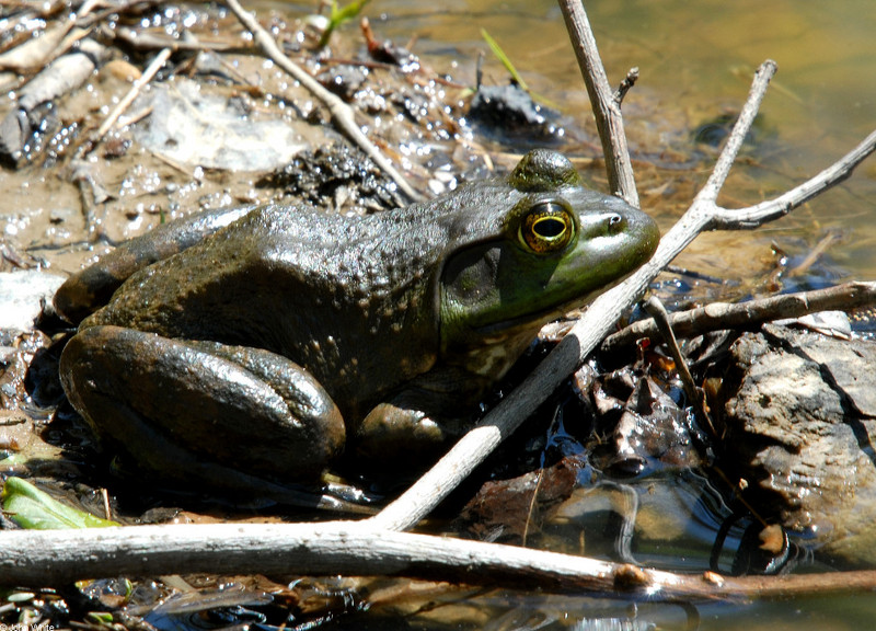 bullfrog; DISPLAY FULL IMAGE.