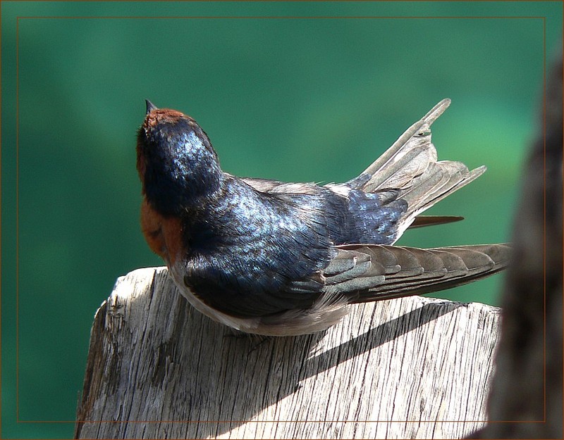 Barn swallow 3; DISPLAY FULL IMAGE.