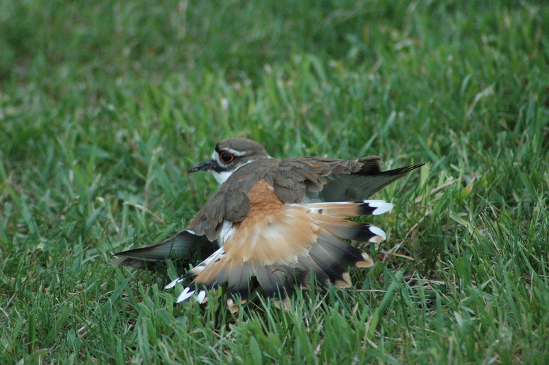 Kildeer protecting nest; DISPLAY FULL IMAGE.