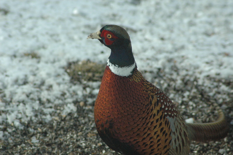 Ring-Necked Pheasant - Phasianus colchicus; DISPLAY FULL IMAGE.