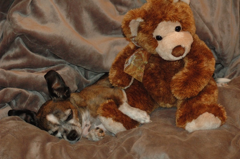 Goliath & Teddy; DISPLAY FULL IMAGE.