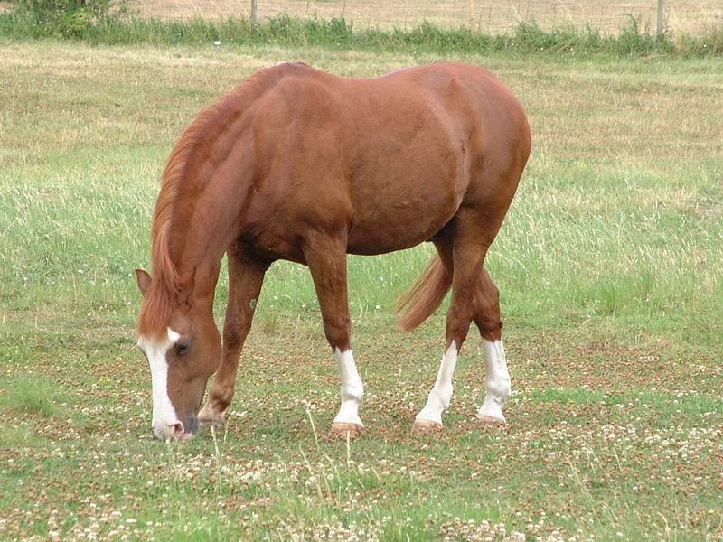 horse; DISPLAY FULL IMAGE.