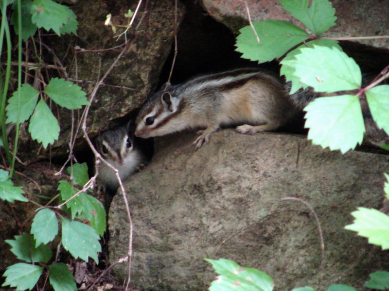 Korean Chipmunks {!--다람쥐-->; DISPLAY FULL IMAGE.